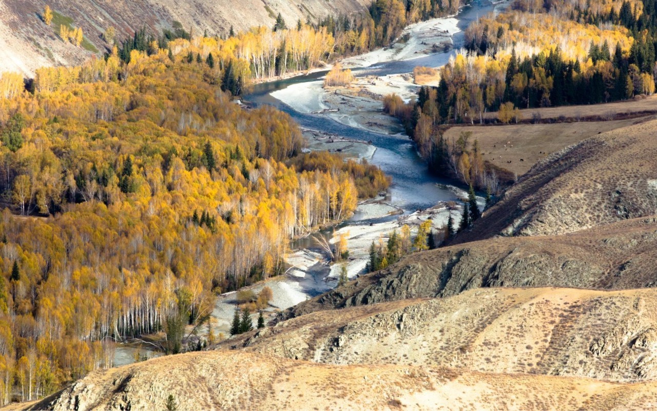 新疆技能学习指南,从入门到进阶的实用指南